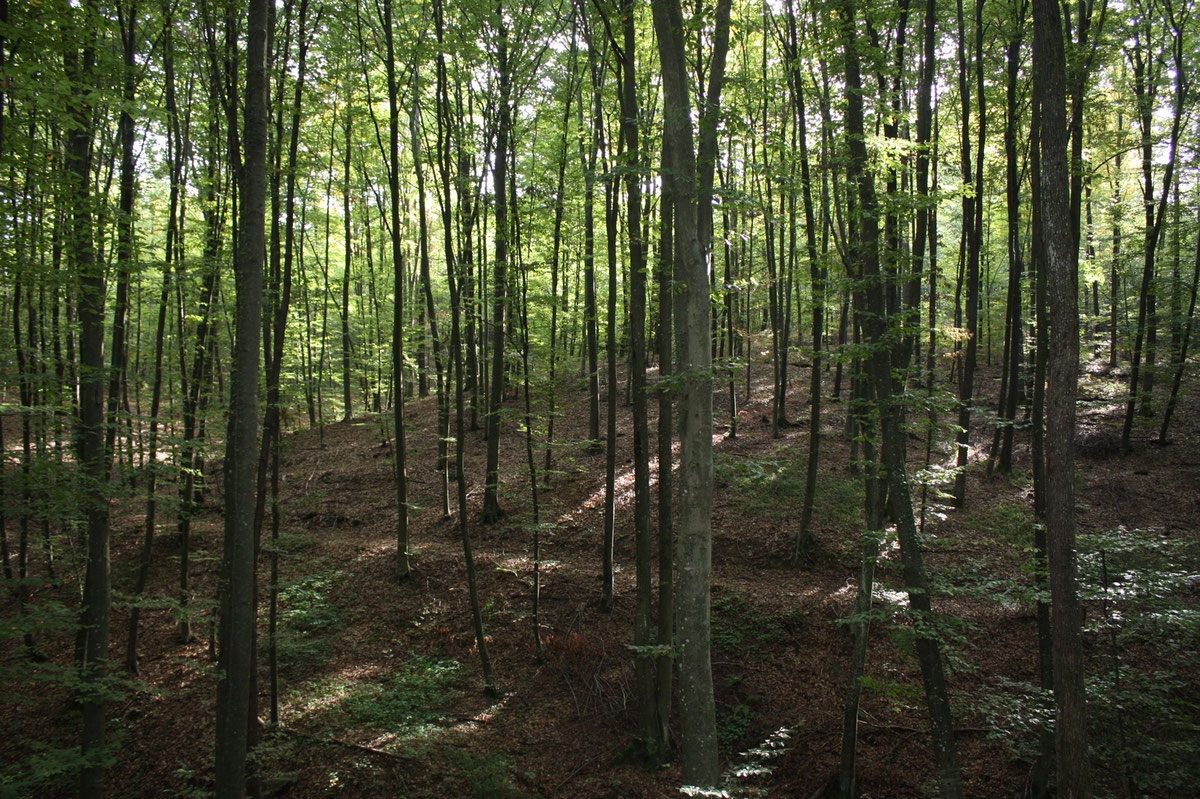 Park šuma