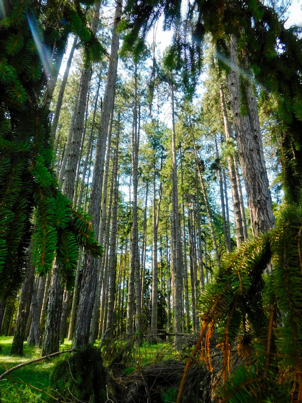 Park šuma