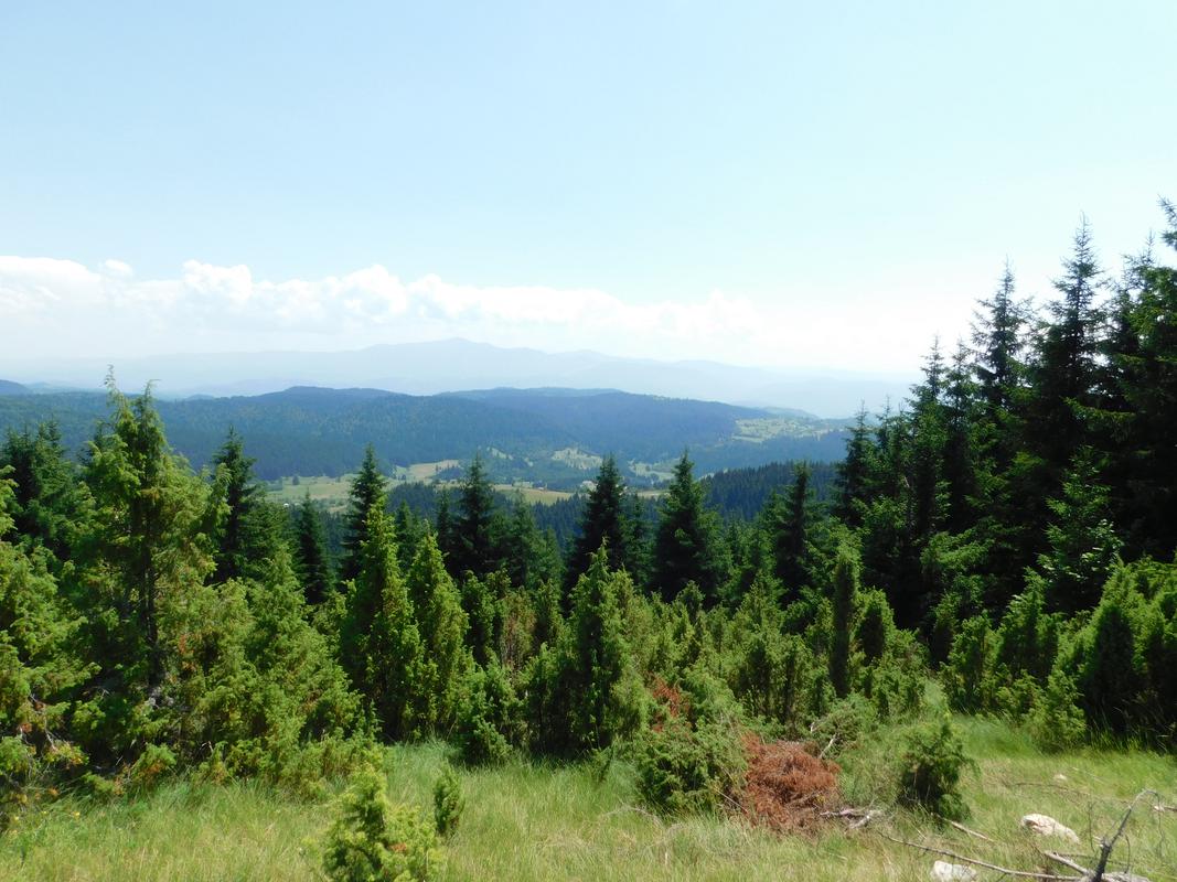 Cicelj