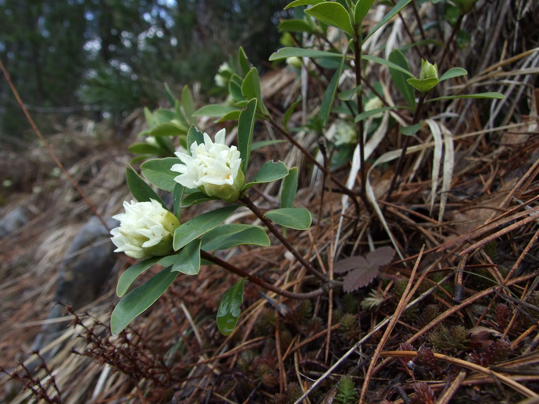 Daphne blagayana