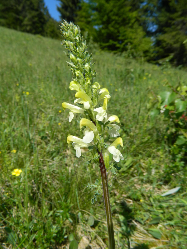 Pedicularis brachyodonta
