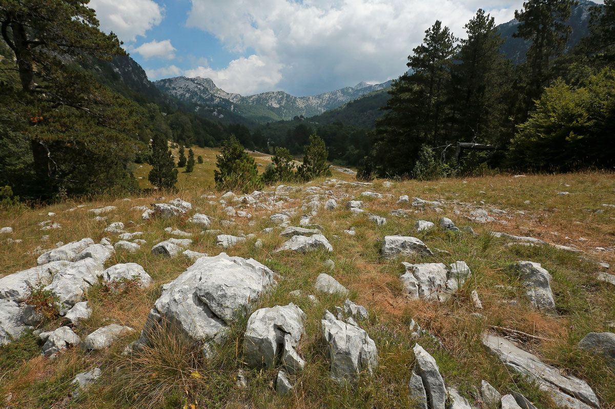 Pirina poljana
