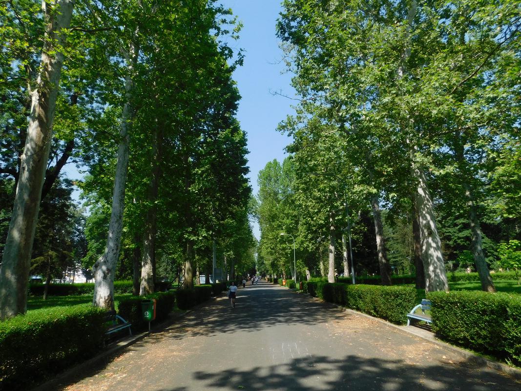 Aleja platana