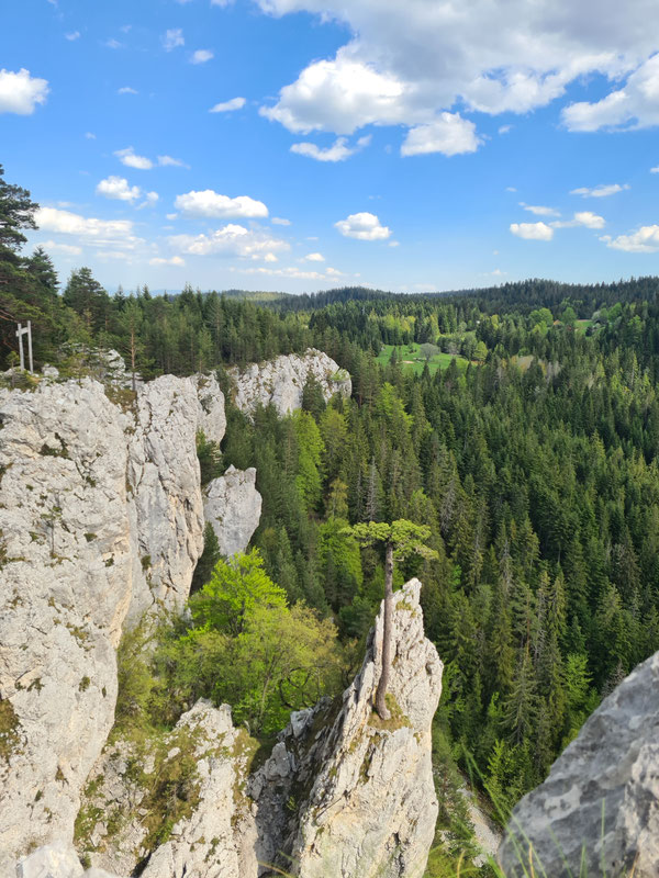 Crni bor (Pinus nigra) na litici