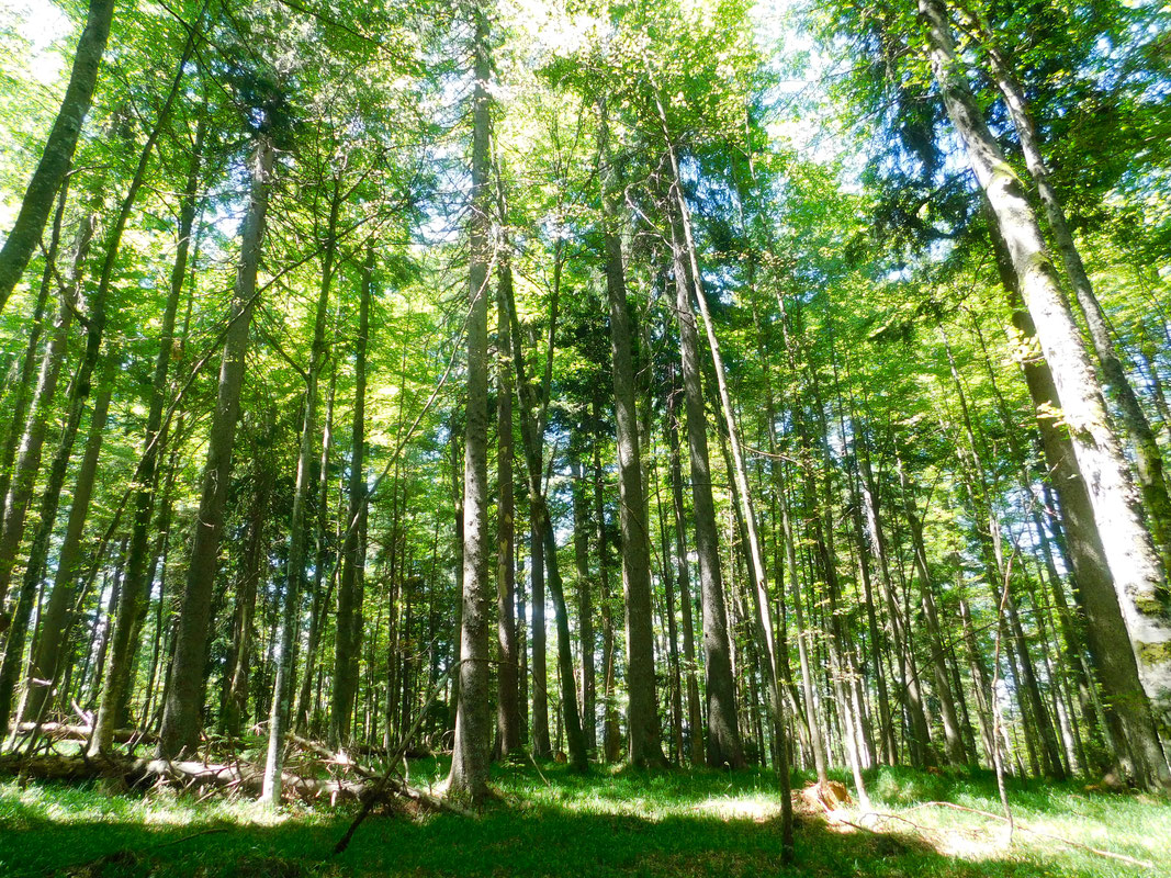 Prašuma