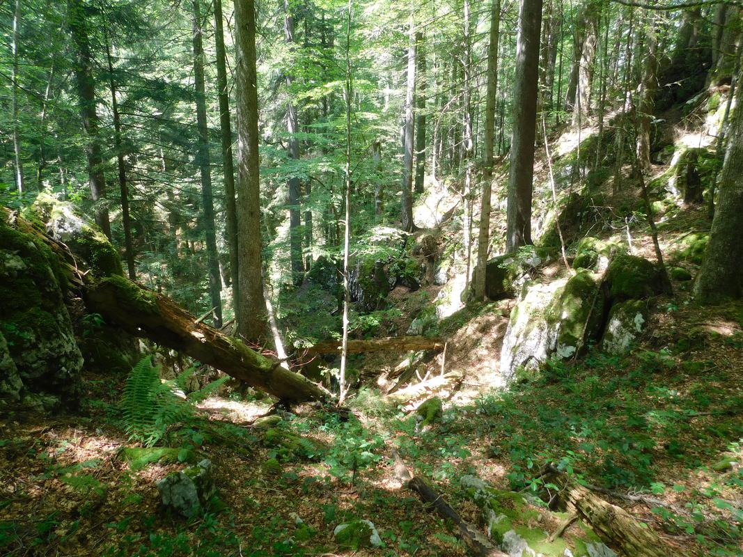 Prašuma