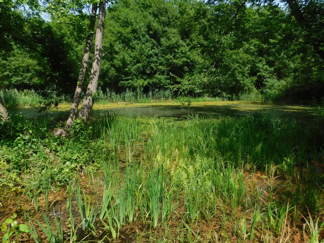 Laketića vir