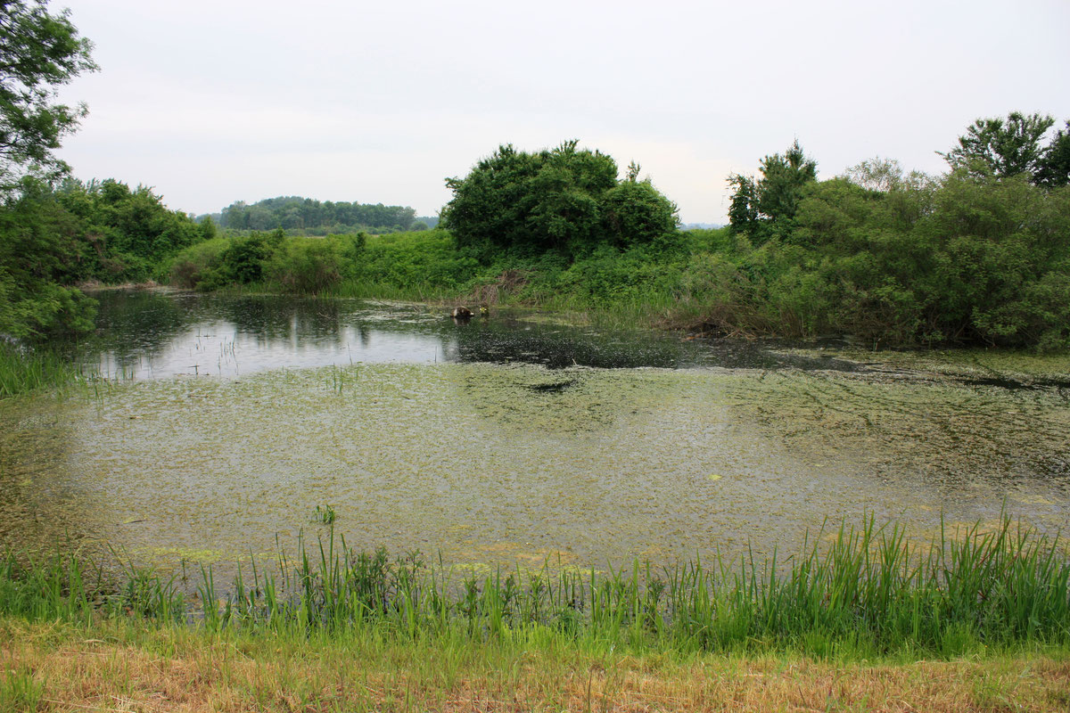 Kanal Prugnjača