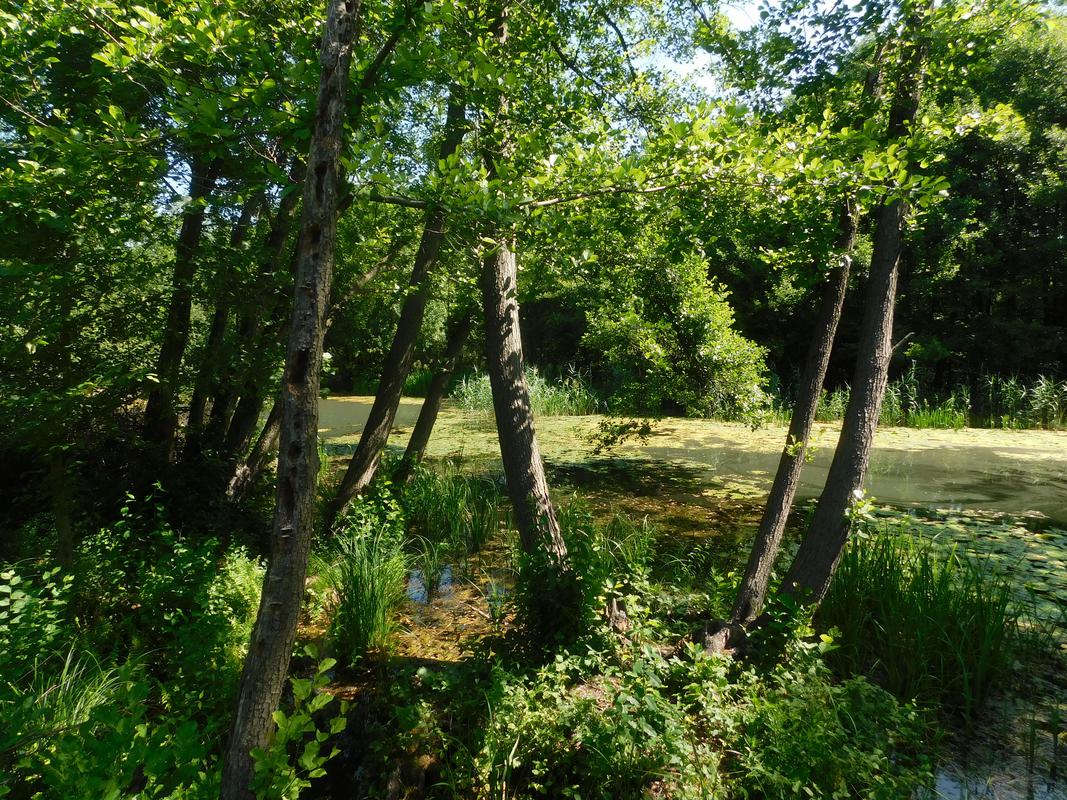 Laketića vir