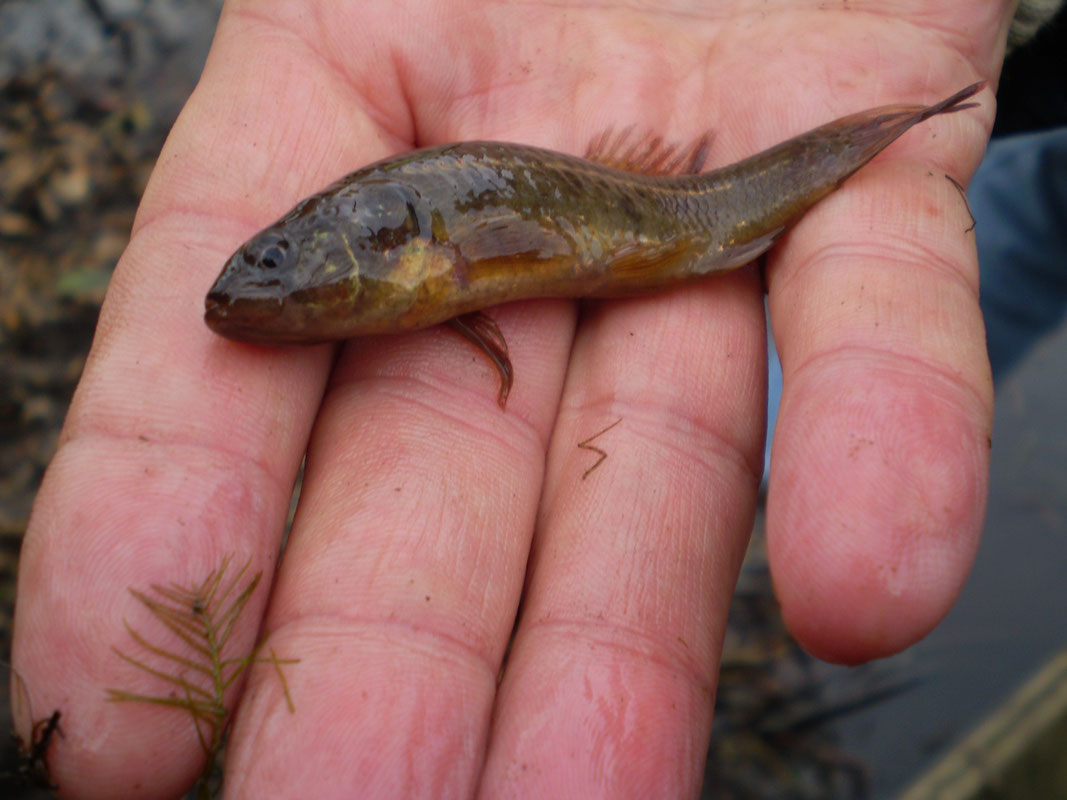 Umbra krameri